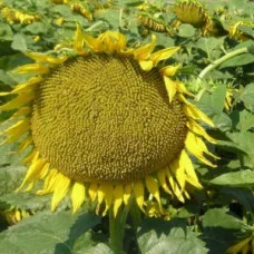 Подсолнечник Славсон - экстра простой гибрид