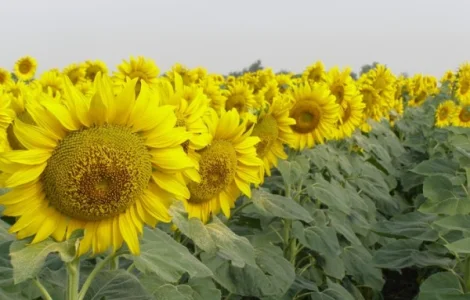 Подсолнечник ЕС Романтик - Euralis (A-G)