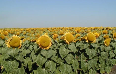 Подсолнечник ЕС Артик (A-G) - Euralis