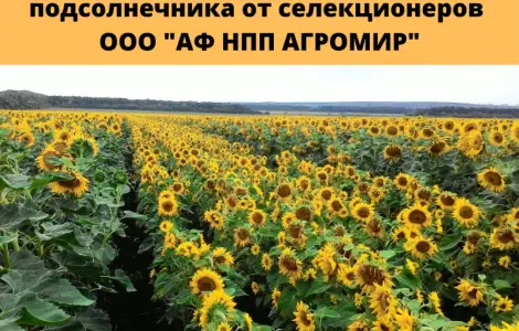 Батьківські компоненти для гібридизації соняшника