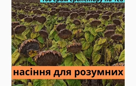 Семена подсолнечника гибрид Фараон