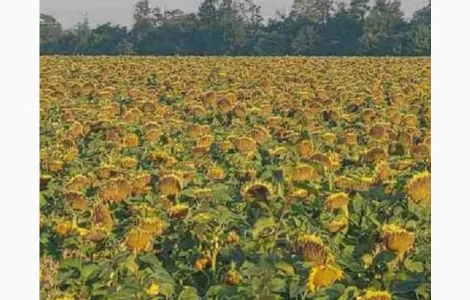 Насіння соняшника гібрид АМ Фортеця в продаже