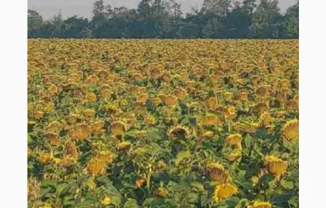 Насіння соняшника гібрид АМ Фортеця в продаже
