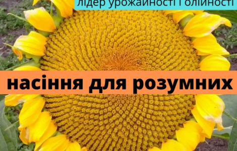 Семена соняшника гібрид Презент