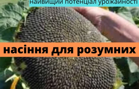 Семена подсолнечника гибрид Фурор F1