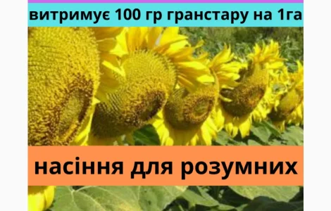 Насіння соняшника АМ Патріот плюс