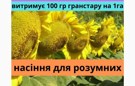 Насіння соняшника АМ Патріот плюс