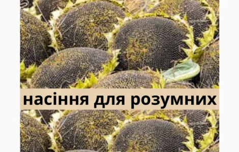 Семена подсолнечника гибрид КЛП 25