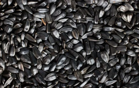 Закуповуємо насіння соняшнику