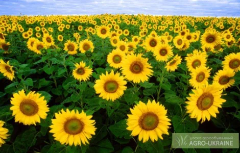 Семена подсолнечника Алмаз