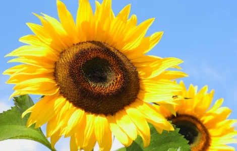 Продаём высококачественные семена подсолнечника