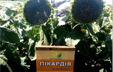 Высокоурожайные семена подсолнечника под гербицид Експресс