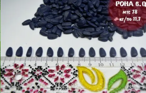 Семена соняшника Рона - якісні та стійкі