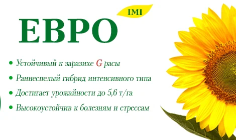 Подсолнечник Евро (100 дн) устойчив к 7 расам заразихи под Евро-Лайтнинг от ВНИС. Новинка