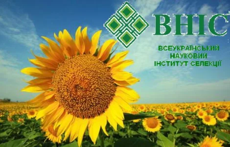 Ультра ранние семена подсолнечника