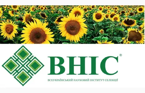 Семена соняшника під Гранстар від виробника