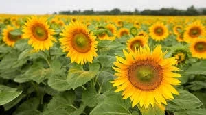 Соняшник Неймар стійкий до Гранстару та 7рас вовчка