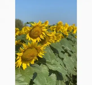 Подсолнечник Неймар Плюс – высокоурожайный гибрид