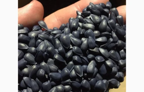 Соняшник Сантос Плюс (100 днів) під Євро-Лайтнінг Плюс