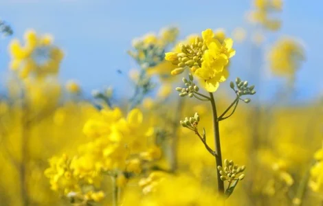 Закупляемо семечку подсолнуха и отходи на самовивоз