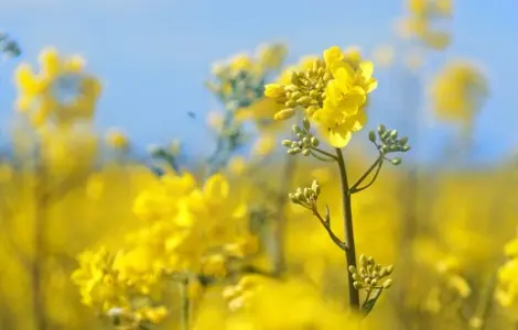 Закупаем семечку подсолнуха и отходы на самовывоз