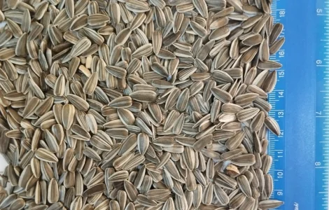 Продам соняшник смугастий