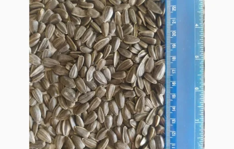 Продам подсолнечник Лакомка