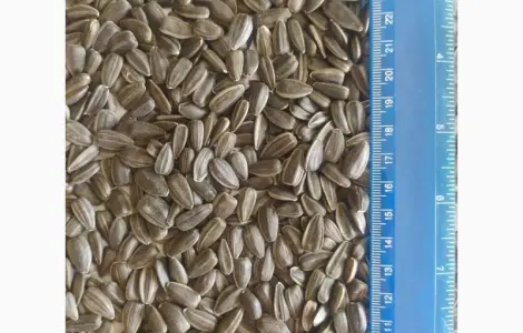 Продажа подсолнечника Лакомка оптом