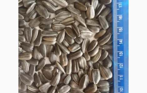 Продам семена подсолнечника