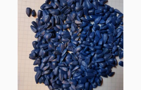 Семена подсолнуха