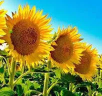 Закупаем подсолнух и проблемний самовивоз