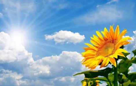 Куплю подсолнечник на самовывоз