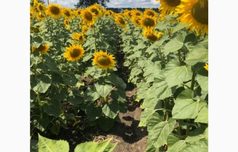 Насіння соняшнику НС Х 8005 (гранстар). Дніпропетровська обл