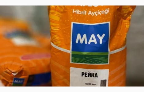 Насіння соняшника Рейна Дніпропетровська обл