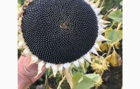 Насіння соняшнику Неймар Плюс (СУМО) Дніпропетровська обл