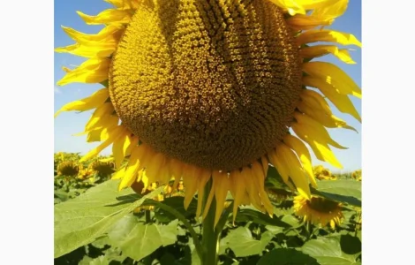 Насіння соняшнику гібрид ЄВРО (стандарт) (екстра) ТМ "ЛІСТ"