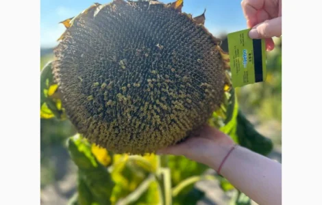 Насіння соняшнику ВНІС ШЕНОН