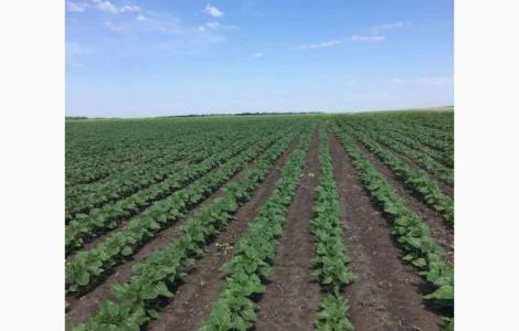 Неймар плюс насіння соняшнику