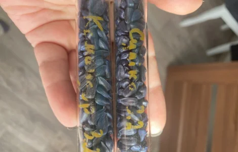 Насіння соняшнику гібрид Командор 777