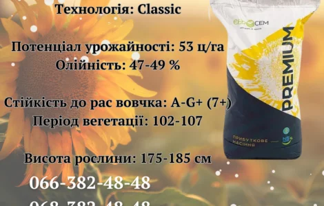 Насіння соняшнику Авалон 7+ (NS 6046) – гібрид для продажі