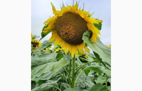 Синельниківський УльтраРанній (СУР) - супер ультраранній