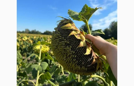 АСТОН Насіння соняшнику