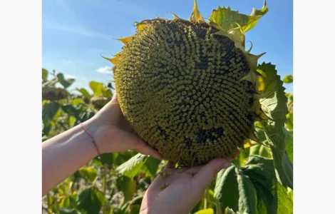 Продам насіння соняшнику БАСТЕН