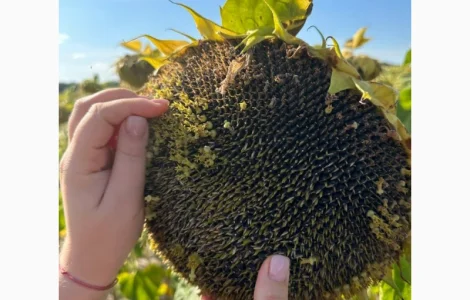 Насіння соняшнику НЕЙМАР