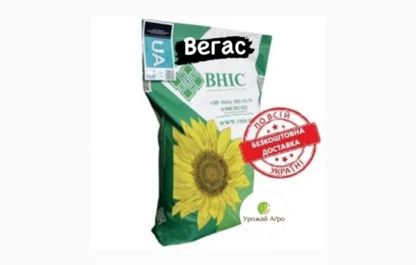 ВЕГАС насіння соняшнику