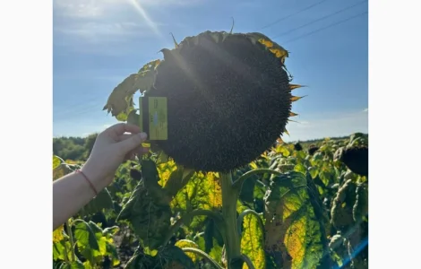 ФОЛК насіння соняшнику