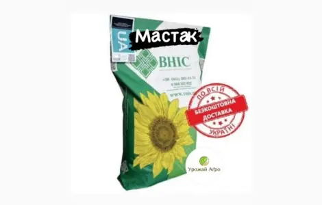 Насіння соняшнику МАСТАК - висока врожайність