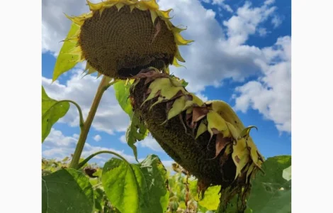 Насіння соняшника АЛЬДАЗОР (Екстра)(Стандарт)