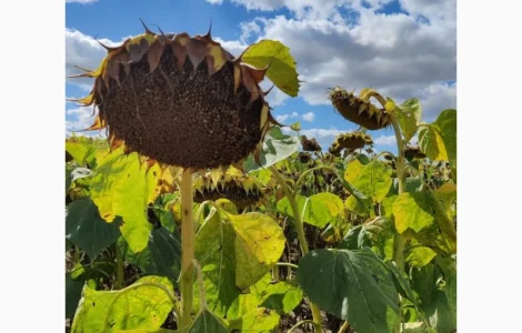 Насіння соняшника гібрид БОМОНД (екстра)(стандарт)