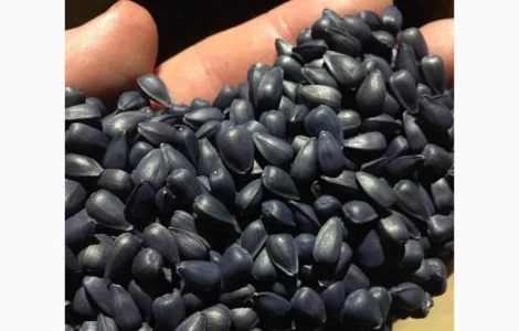 Насіння соняшника САНТОС ПЛЮС (екстра) (Стандарт)